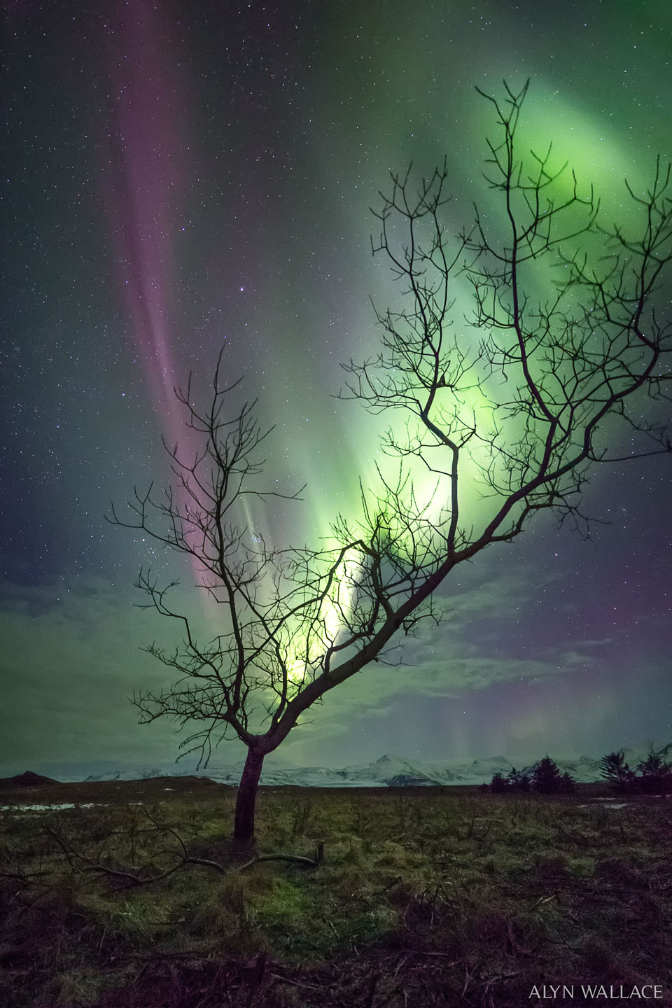 AuroraTree_Wallace_960.jpg