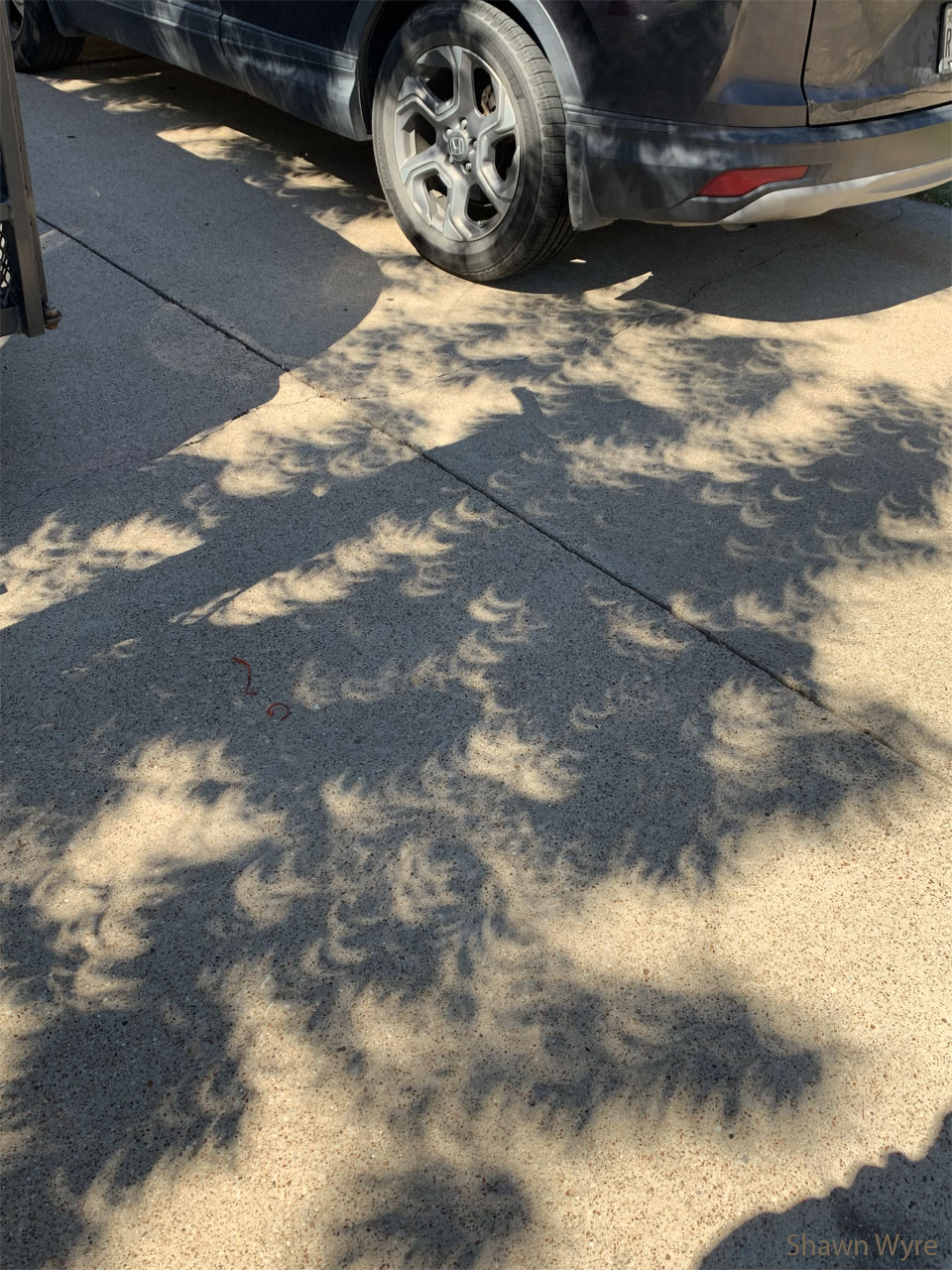 EclipseTree_Wyre_960.jpg