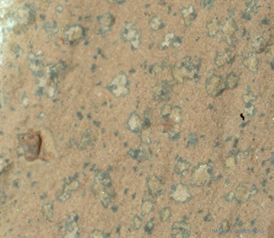 LeopardSpots_Perseverance_960.jpg