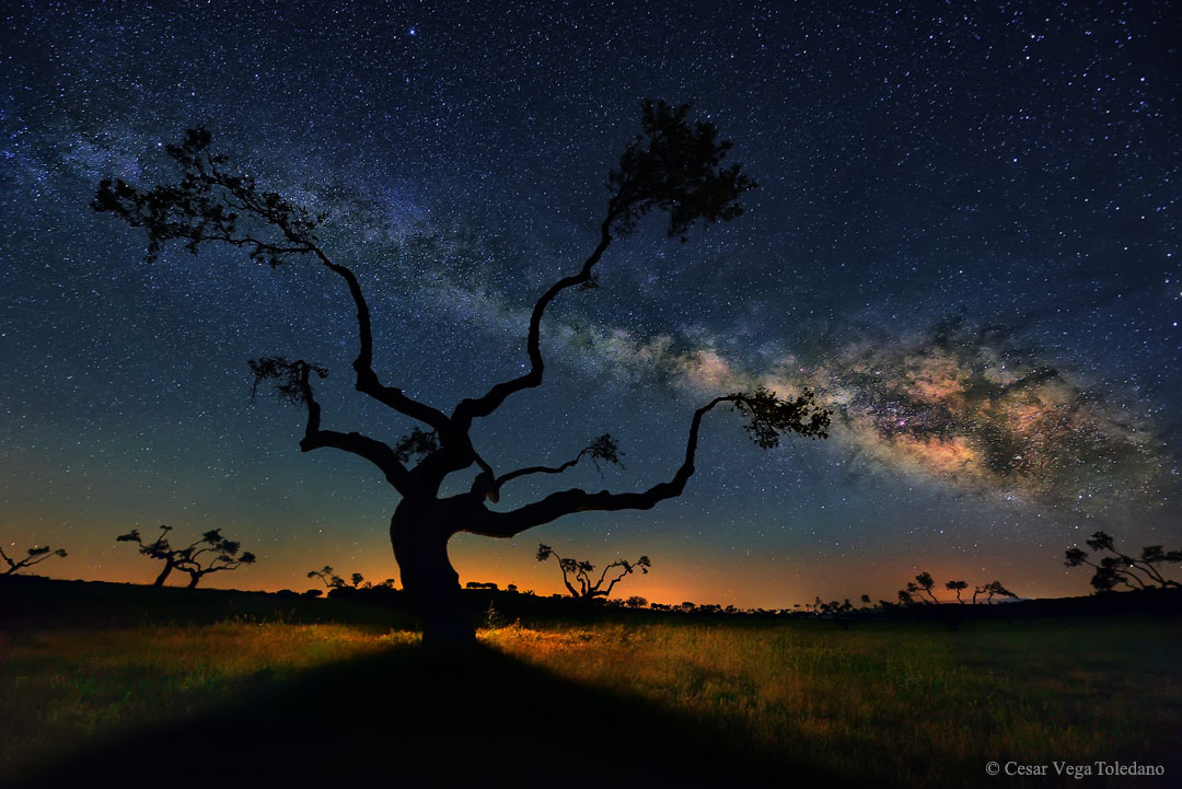 MWTree_Toledano_1080.jpg