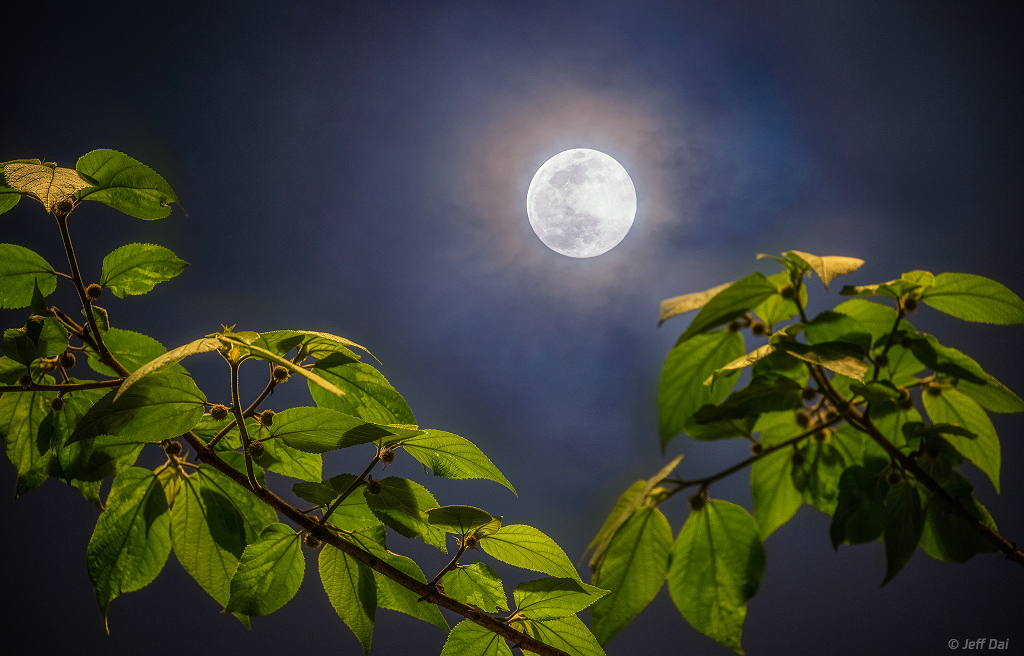 MoonSpringDai_1024crop.jpg