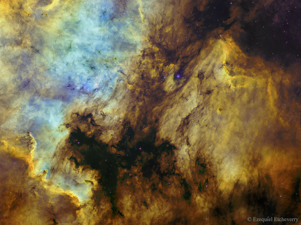 PelicanNorthAmerica_Etcheverry_960.jpg