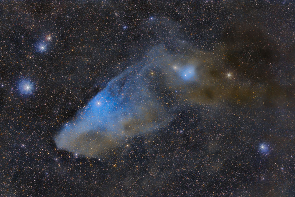 bluehorsehead_rosen_960.jpg