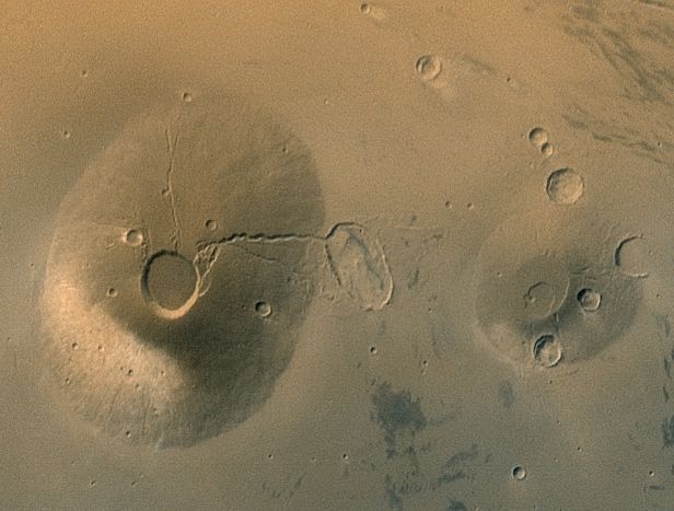 certholus_mgs.jpg