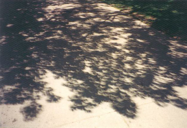 eclipsetree_ejisrael.jpg