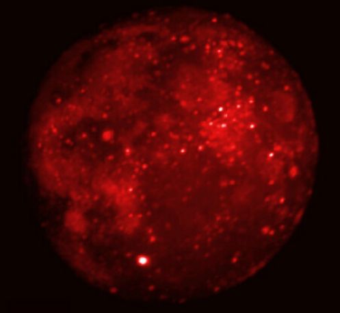 lunarecl_msx_c1.jpg