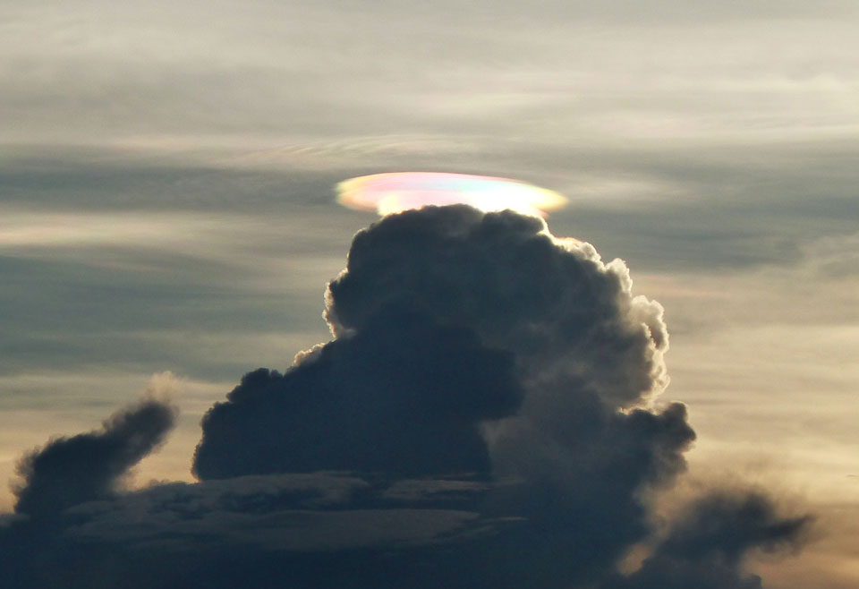 pileus_lowenstein_960.jpg