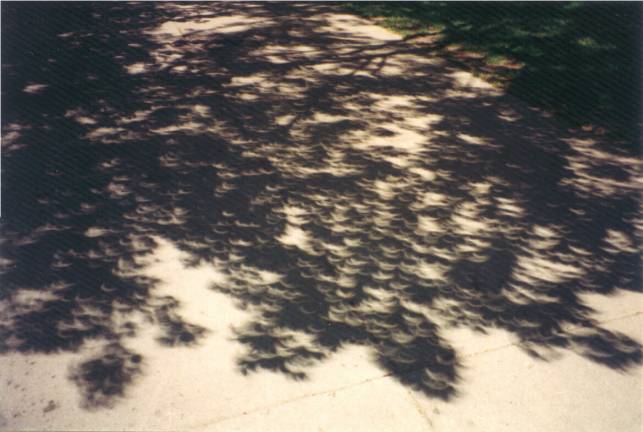 eclipsetree_ejisrael_c.jpg
